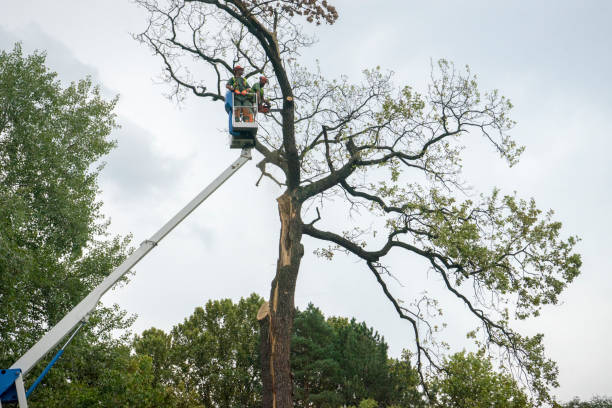 Tree and Shrub Care in Cherokee, IA